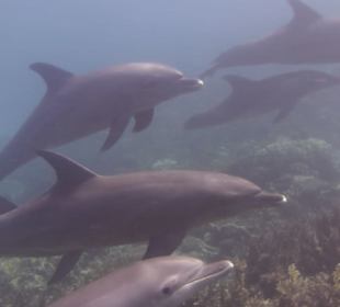 Delfinausflug 