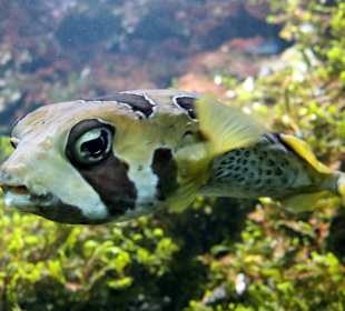 Ein interessanter Fisch