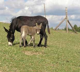 Wildpark Altenfelden