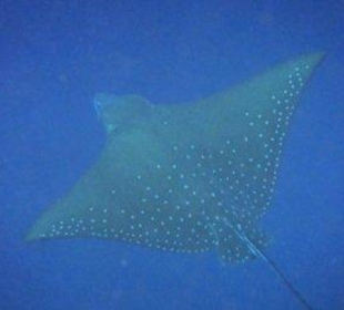 Hausriff Filitheyo Island