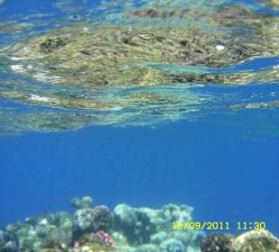 Korallen in Bucht ca. 1 km entfernt