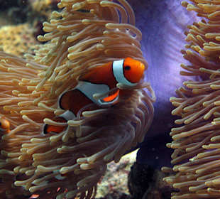 False Clown Anemone Fish