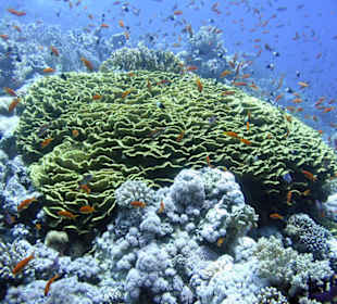 Nurkowanie w Sharm el Sheikh - podwodne życie