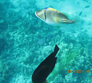 Rotmeerpicassodrücker