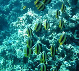 Schnorcheln am Hausriff Hotel Iberotel Club Fanara