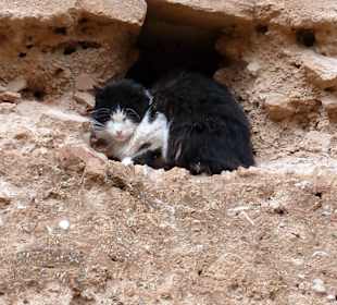 Eine Katze bewacht die Anlage
