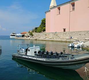 Dolphin Watching Adriatic