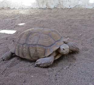 Quadtour - Terrarium