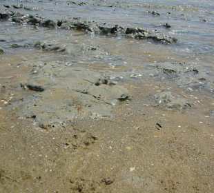 Strand von Bibione 06-2010