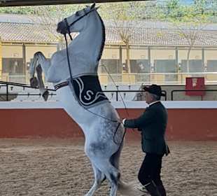 Karthäuser Gestüt Jerez