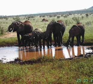 Elefanten-Großfamilie im Tsavo-Ost
