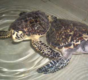 Riesenschildkröten