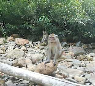Khao Sok Nationalpark