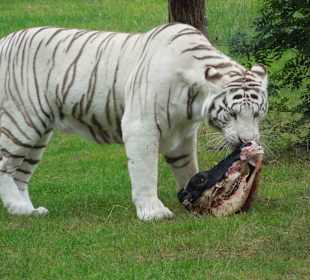 Serengeti Park Hodenhagen