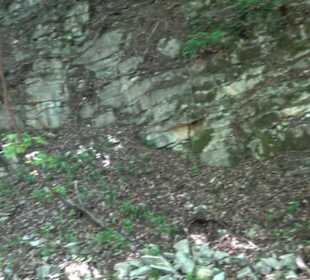 Premiumwanderweg "hochgelegen"