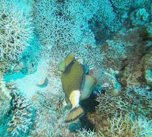 Tauchen bei der Dive Connection