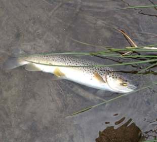 Bachforelle 42cm