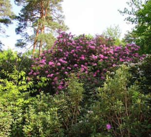 Rhododendron in voller Blüte