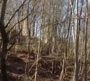 Burgruine Wehrstein Fischingen