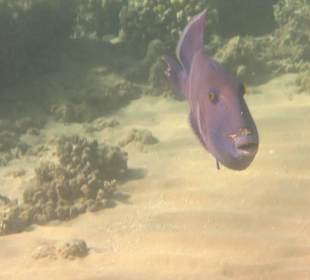 Drückerfisch am hausriff