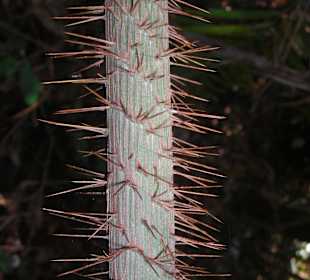 Ast mit kräftigen Stacheln