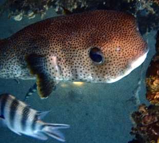 Schnorcheln Hurghada