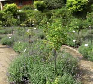Rosengarten auf der Roseninsel