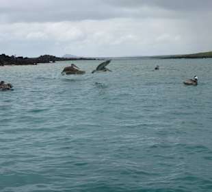 Jagt auf Fisch vor Isla Lobos