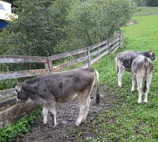 Kälber in Serfaus
