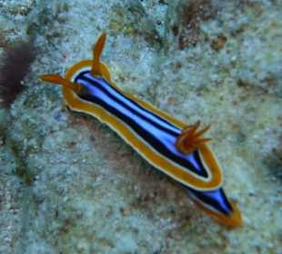 Tauchen mit dem Ilios Dive Club: Pyjama Schnecke