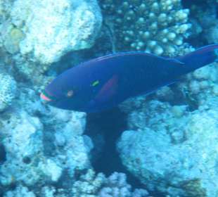 Hausriff Arabia Azur Resort