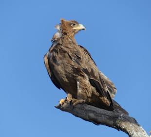 Raubadler (Tawny Eagle)