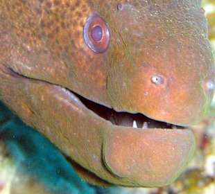 Junge Riesenmuräne, Hausbucht