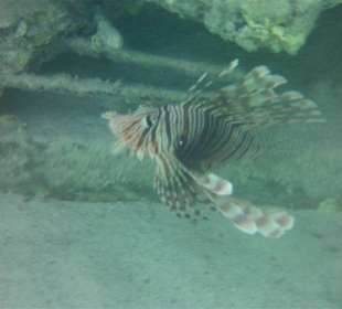 Rotfeuerfisch