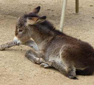 Pflegestation Jungtiere