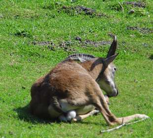WildparkImpression September 2013