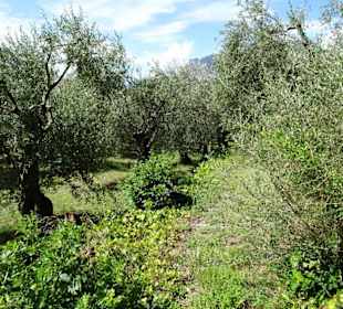 Impressionen aus dem Parco degli Olivi