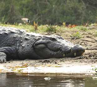 Kanutour Chitwan Nationalpark 