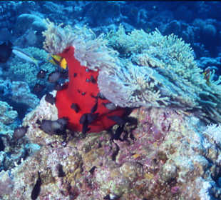 Anemone am Panorama Riff