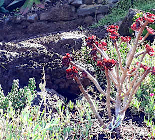 Botanischer Garten