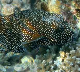 Sternen Kugelfisch