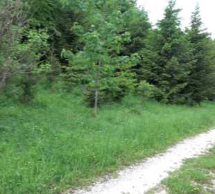 Klimaweg Sonnenalb