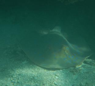 Blaupunktrochen im Hausriff