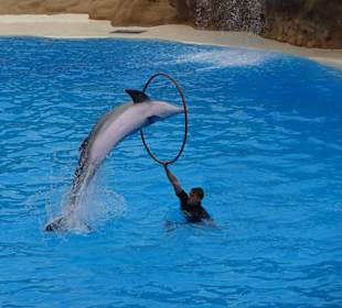 Die Delfinshow im Loro Parque