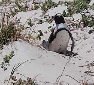 Stadtrundfahrt Kapstadt