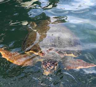 Schildkröte im Hafenbecken