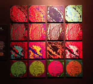 Museum of Natural History