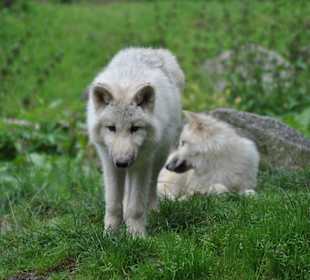 Wölfchen