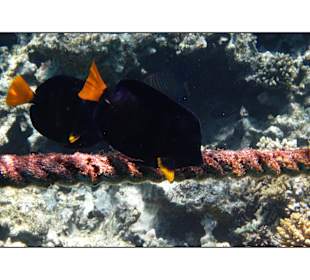 Delphintour 02.05.2012