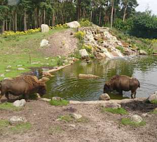 Serengetipark